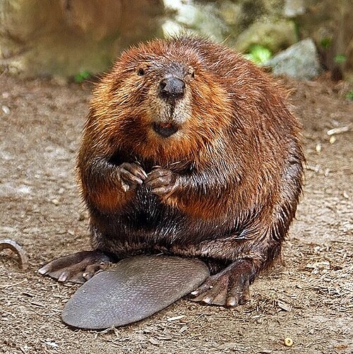 California golden beaver